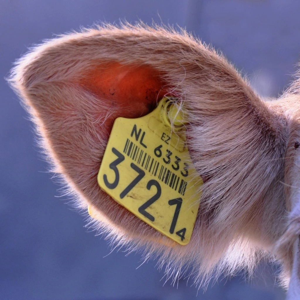 Plastic livestock ear tag with barcode used for cattle identification and farm animal tracking